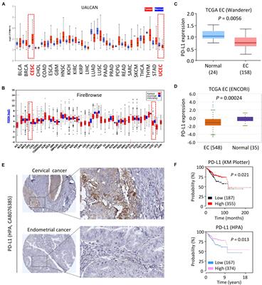 PD-L1 Is a Tumor Suppressor in Aggressive Endometrial Cancer Cells and Its Expression Is Regulated by miR-216a and lncRNA MEG3